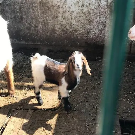 호텔 Banu *